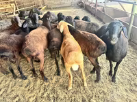 Sheep (batch, sex not specified), Sheep — photo 3