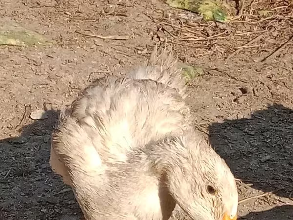 pato criollo doméstico