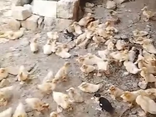 Ducks — Azerbaijan