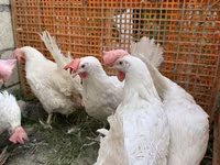 Leghorn — photo 3