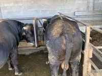 Buğa, Swiss cattle — foto 6