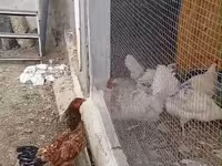 Chickens — foto 2
