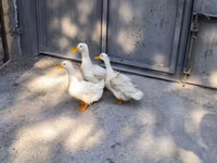 German Pekin — photo 2