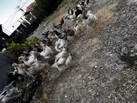Chickens — photo 6