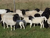 Ovelhas (lote, sexo não especificado), Dorper sheep — foto 1