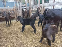 عنزة, Damask goat — الصورة 4