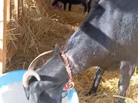Dişi keçi, Saanen goat — foto 1