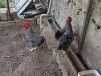 Slovenian Barred Hen — photo 1