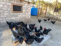 Australorp — photo 4