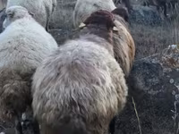 मेढ़ा, Blackheaded Persian sheep — फ़ोटो 3
