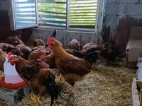 Chickens — الصورة 3