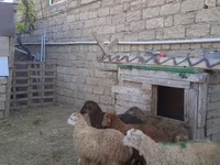 Qoç, Qoyunlar — foto 3