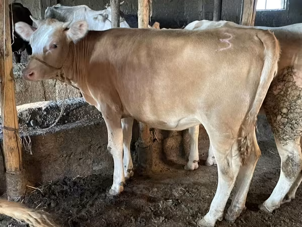 Býk, Simmental cattle
