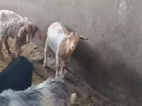 Goat, Goats — photo 8