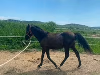 Cavalo, Hucul pony — foto 4