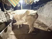 İnək, Ukrainian Brown Dairy Cattle — foto 2