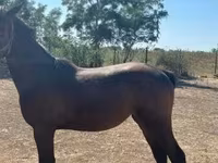 Stute, Nonius horse — Foto 4