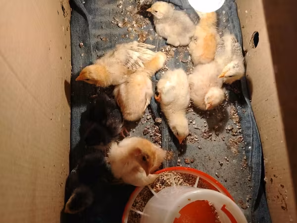 Chickens — Azerbaijan