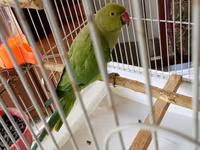 Qəfəslə erkəy 200 azn vatsap əlaqə Nimfa (Cockatiel) tutuquşu və qəfəs — 照片 4