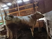 Cattle (batch, sex not specified), Cattle — photo 4