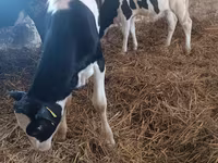 Cow, Russian Black pied cattle — photo 3