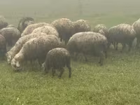 Schaf, Schafe — Foto 5