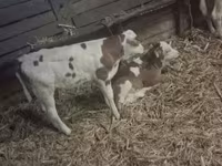 Byk, Węgierska szara rasa — zdjęcie 3