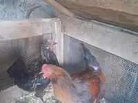 Chickens — الصورة 1
