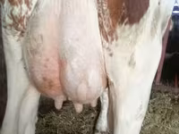 Vaca, Montbéliarde — foto 2