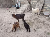 Goat, Goats — photo 1