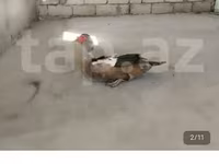 مسكوفي منزلي — الصورة 1