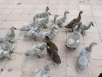 Ducks — الصورة 2