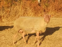 Ram, Rouge de l’Ouest sheep — photo 2