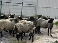 भेड़, Romanov sheep — फ़ोटो 3