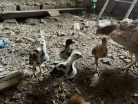 Chickens — photo 2