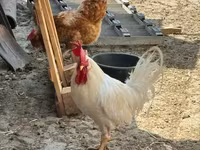 Chickens — الصورة 2