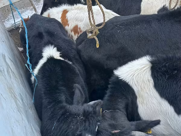 İnək, Russian Black pied cattle