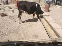 İnək, Russian Black pied cattle — foto 2