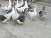 Geese — photo 2