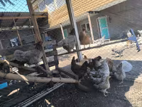 أدلر سيلفر — الصورة 5