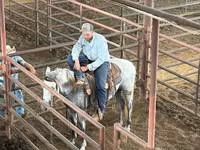 At, Tennessee Walking Horse — foto 7