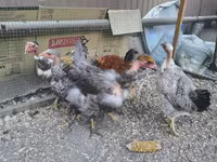 Chickens — Foto 3