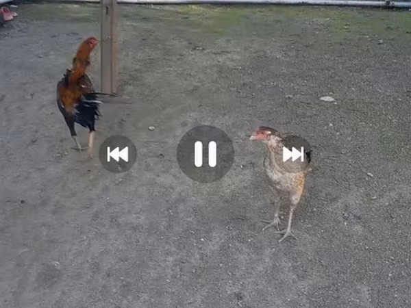 Chickens — Azerbaijan