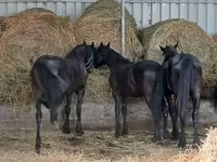 Kůň, Dutch warmblood horse — foto 5