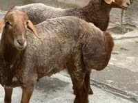 Ovelhas (lote, sexo não especificado), Ovelhas — foto 3