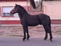 घोड़ा, Friesian — फ़ोटो 5