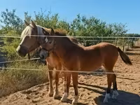 母马, Haflinger — 照片 7