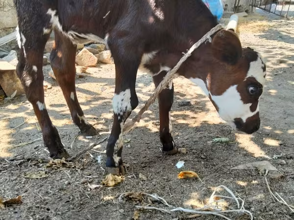 İnək, Simmental cattle — Azərbaycan