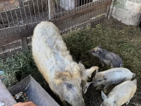 Säue, Мангалица