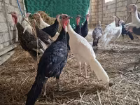 Geniş Sinəli Ağ — foto 4